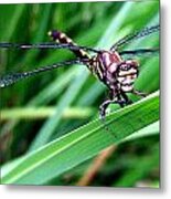 The Face Of A Dragonfly 02 Metal Print