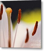 The Flower Within Metal Print