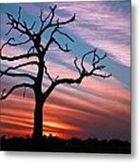 The Formerly Live Oak At Sunset Metal Print