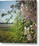 The Little Lake Behind The Library Metal Print