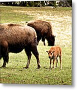 The Mighty Bison Metal Print