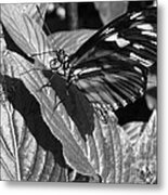 The Monarch Metal Print