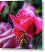 The Rose Metal Print