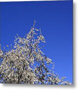 The Sky Is Blue Metal Print