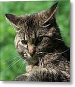 The Wild Look Of Echoe Metal Print