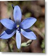 Thelymitra Crinita Blue Lady Orchid 1 Metal Print