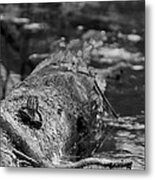 There Is A Frog On The Log Metal Print
