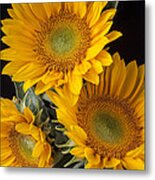 Three Sunflowers Metal Print