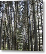 Through The Woods Metal Print