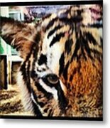 Tiger Metal Print