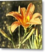 Tiger Lily Dream. #lily #lilybuds Metal Print