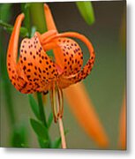 Tiger Lily Metal Print