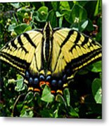 Tiger Swallowtail Metal Print