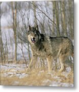Timber Wolf Canis Lupus, North America Metal Print