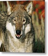 Timber Wolf Canis Lupus Portrait, Teton Metal Print