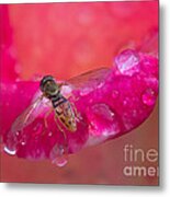 Tiny Bee Metal Print