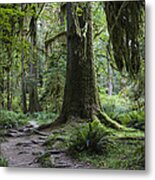 Trail In Forest, Hoh Rainforest Metal Print