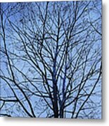 Tree In Winter Metal Print