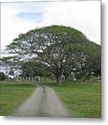 Tree Over Ruins Metal Print