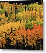 Trees In Fall Colors, Denali Metal Print