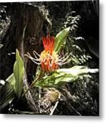 Tropical Flower Metal Print