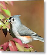 Tufted Titmouse With Berry Metal Print