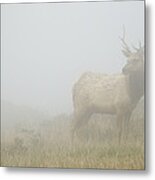 Tule Elk Bull In Fog Point Reyes Metal Print