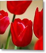Tulips Of Red Metal Print
