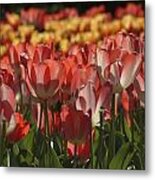 Tulips Metal Print