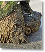 Turtle Metal Print