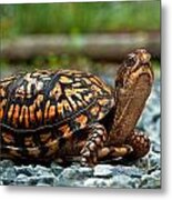 Turtle Shine Metal Print