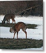 Two Deer Grazing Metal Print