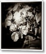 Untitled Metal Print