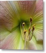 Up Close And Personal Beauty Metal Print