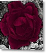 Vibrant Rose Metal Print