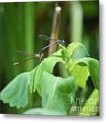 Violet Dancers Mating Metal Print