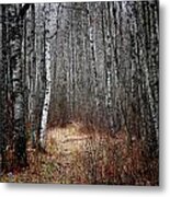 Walk In The Forest Metal Print