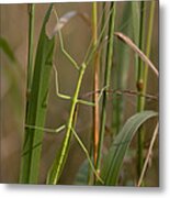 Walking Stick Insect Metal Print