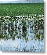 Water Chestnuts On The Hudson River Photograph Metal Print