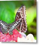 Water Melon Feast Metal Print