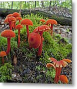 Waxcap Mushrooms Connecticut Metal Print