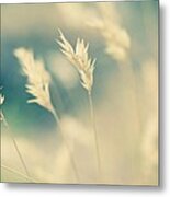 Wayside Grass - Light Metal Print