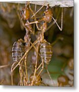 Weaver Ant Workers Pulling Together Metal Print