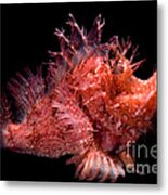 Weedy Scorpionfish Metal Print