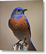 Western Bluebird Metal Print