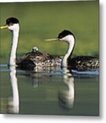 Western Grebe Couple With One Parent Metal Print