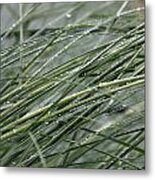 Wet Grass Metal Print