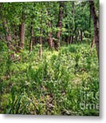 Wetland Metal Print