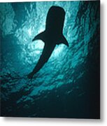 Whale Shark Silhouette Cocos Island Metal Print