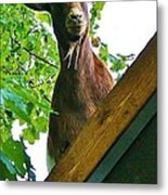 What Are You Looking At Metal Print